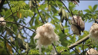 Antihyperglycemic Effect of Different Fractions of Methanol Extract of Ceiba pentandra Leaves [upl. by Kassie366]