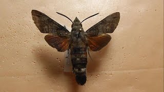 БРАЖНИКИ 196 Macroglossum gyrans [upl. by Iadrahc]