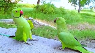 Ringneck parrot 🦜 French  kissing 💋 😘 etc [upl. by Mikol879]