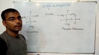 Kinase amp phosphatase [upl. by Bartlet]