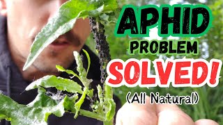 Aphid Control and Prevention 100 Natural  NO Pesticides [upl. by Heise]