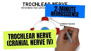 2Minute Neuroscience Trochlear Nerve Cranial Nerve IV [upl. by Aihsetan]