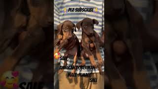 Low price dobermanbird youtubeshorts doglover trending pets viralshort puppy [upl. by Eldreeda]