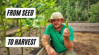 How to Grow Okra In Raised Beds or Containers From Seed to Harvest [upl. by Cumine317]