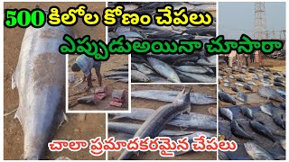 KAKINADA FISH MARKETKAKINADA KURRADU  KAKINADA pilla fishing harbour youtubevideoKAKINADA [upl. by Marsh807]