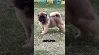 BEST AKITA IN INDIA 🇮🇳  akitainupuppy inu doglover akitainupuppy pets [upl. by Brittni]