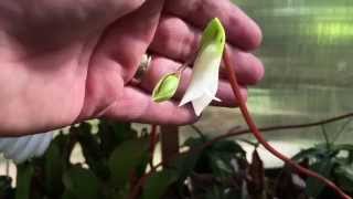 HOW TO POLLINATE HELIAMPHORA CARNIVOROUS PITCHER PLANT FLOWERS [upl. by Salvidor]