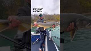 Big Lake Trout caught on the bead  product info in the description fishingshorts [upl. by Annayi]