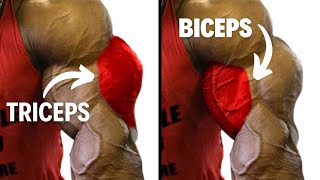 Biceps and Triceps Workout at Gym for Beginners [upl. by Kumagai]