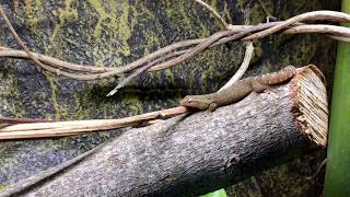 Lepidodactylus lugubris vocalizations [upl. by Sato]