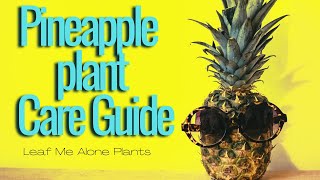 Pineapple Plant Care Guide  How To Grow And Care For Pineapples At Home [upl. by Ttayh]