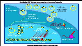 Antibody–oligonucleotide conjugates [upl. by Leirraj669]