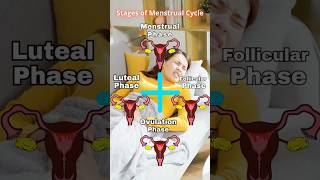 Four Phases Of Menstrual Cycle and Role of Hormones। Womens Talk [upl. by Ainelec756]