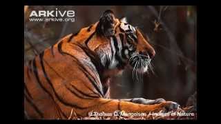 Amys Animal Facts Tigers [upl. by Ttnerb520]