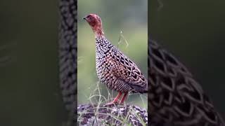 Painted francolin bird call birds naturebirdssound [upl. by Wolsniw]