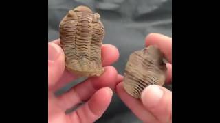 Fossil Trilobite 400 Million years Old facts trilobite shortsfeed shorts fossil HP24 [upl. by Debor]