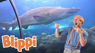 Blippi Visits an Aquarium The Florida Aquarium  1 HOUR OF BLIPPI  Educational Videos For Kids [upl. by Shear]