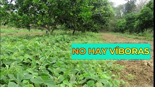 🐍 No hay Víboras dentro de la Soya Forrajera ¿Por qué  Coberturas para Manejo de Arvenses [upl. by Pogue]