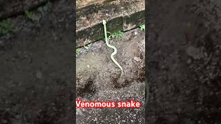 Venomous Wrangler’s Pit viper  Snake [upl. by Eiro]