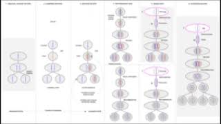 Evolution of sexual reproduction [upl. by Coward]