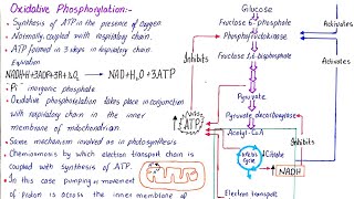 Oxidation phosphorylation  class 11 [upl. by Rihat]