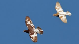 Racing Pigeons [upl. by Boeschen]