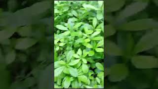 Pirali Paleng sag in my kitchen garden 🏫🏡🌿🌱🍀☘️ please subscribe ♥️♥️♥️ [upl. by Alamat917]