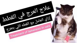 علاج العرج في القطط  treatment of sudden lameness طببيطري [upl. by Aihsoem892]