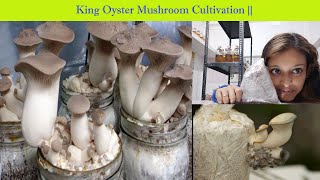 King Oyster Mushroom Cultivation [upl. by Joycelin843]