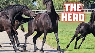 The herd at Stal G How sweet they are Or not😡  Friesian Horses [upl. by Ahsaek36]