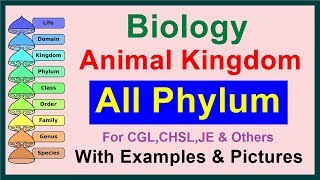 All Phylum  Kingdom Animalia  Biology [upl. by Nirrol]