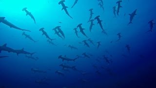 Malpelo Diving 4K [upl. by Atteuqahc]