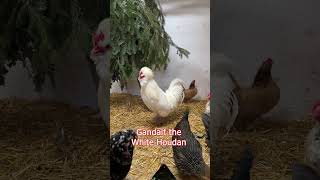 BEST OF GANDALF The White Houdan rooster chicken houdanchicken zwerhoudan crowingrooster hahn [upl. by Romulus]