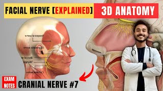 facial nerve anatomy 3d  facial nerve course anatomy  facial nerve branches anatomy [upl. by Declan]