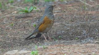 Greybacked Thrush [upl. by Atin151]