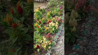 Crista de Galo Plumosa nature garden flowers flores [upl. by Olcott276]