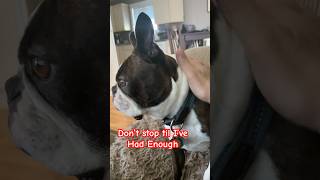 Petting My BOSTON TERRIER Until He Gets Enough bostonterrier short michaeljackson [upl. by Ajit]