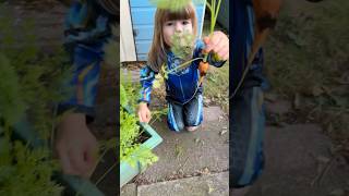 Toddler Grows Her Own Vegetables Planting amp Harvesting Chantenay Carrots growyourown kidsgarden [upl. by Yemorej]