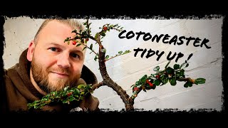 The S Cotoneaster gets a prune to see how its developing [upl. by Toille]