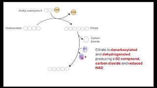 Krebs cycle  OCR A ALevel Biology 522 Respiration [upl. by Lindemann]