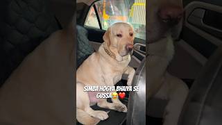 Car Ki Window Nhi Khuli😂❤️ vlog ytshortsindia dogshorts labradorlovers minivlog [upl. by Tomi693]