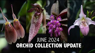 quotWhats In Bloomquot Orchid Collection Update  June 2024  So many RARE BLOOMS in the Grow Tent [upl. by Bolitho]