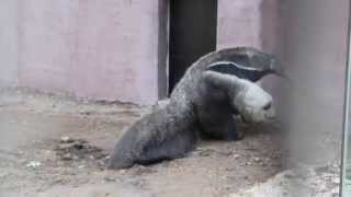 Reuzenmiereneter  Giant Anteater Planckendael [upl. by Celeste]