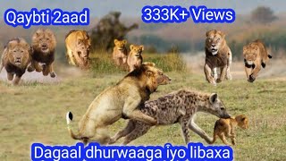 Dagaal libaax iyo dhurwaaga 2020 Q➋aad [upl. by Eneluj]