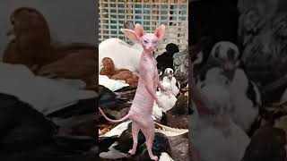 Crazy sphinx cat in the middle of the pigeons comedy shortvideo [upl. by Alboran409]