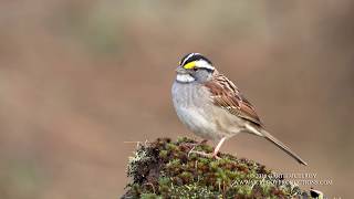 Whitethroated Sparrow Sings  4k [upl. by Curley]