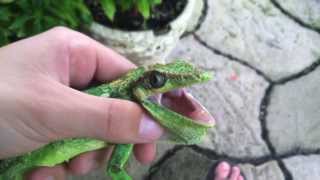 Cuban Knight Anole Lizard Caught [upl. by Revned]