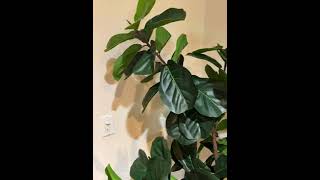 LYERSE Artificial Fiddle Leaf Fig Tree All I can say is WOW [upl. by Grosvenor403]