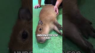 World’s Chillest Animal Capybara shorts capybara capivara [upl. by Nnaerb843]