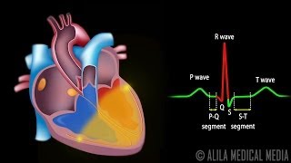 Cardiac Conduction System and Understanding ECG Animation [upl. by Larissa]